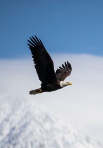Picture of a flying eagle