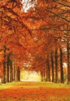fall tree
